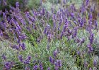 Lavender Farm